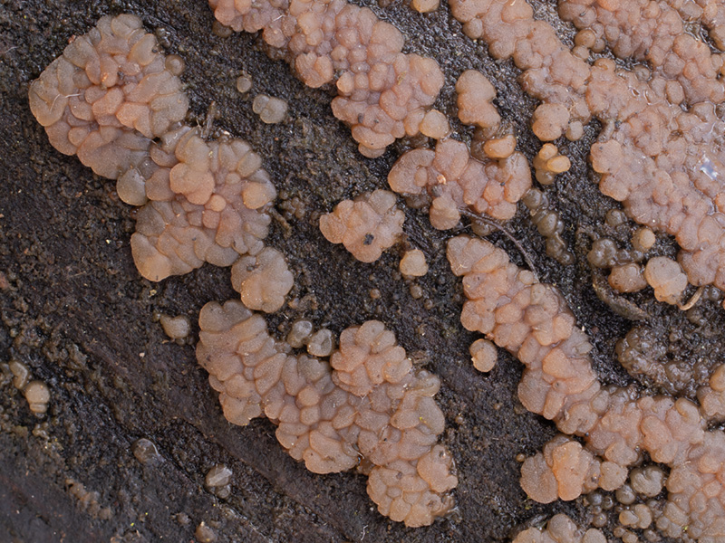 Cerinomyces aeneus Cerinomyces aeneus